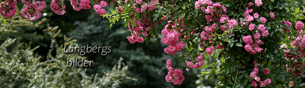 Langbergs bilder