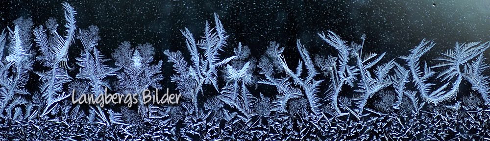 Langbergs bilder
