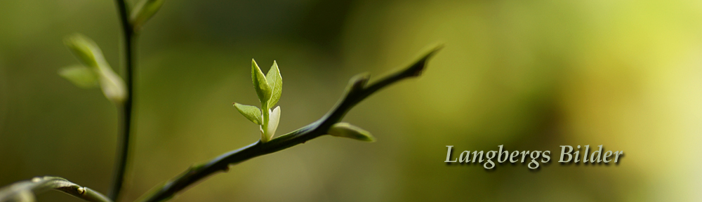 Langbergs bilder